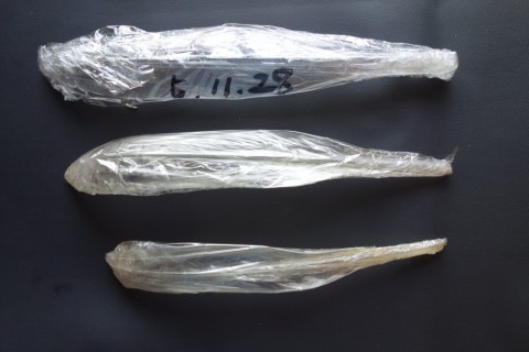 ba9gox4ajr46zc6x854k_480_480-b39c99b9.jpg