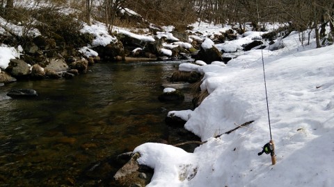 ba9zoyv5ss39hx2ctuv6_480_480-ff933225.jpg