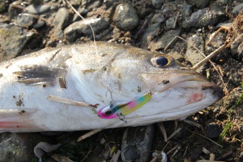 bag8t5pwzcof34mzaryd_480_480-4645e955.jpg