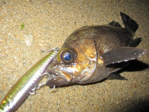 bat4amonb7iaofp6kyse_480_480-f841dfb3.jpg