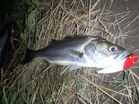 bayctgawuhnekyr97ak6_480_480-035c7693.jpg