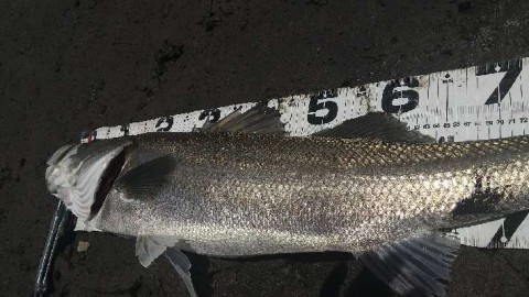 bb92owa9dj7udykffu37_480_480-34e35676.jpg
