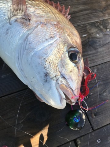 bbd7ep6kne8tagsb65sk_480_480-2dce7732.jpg