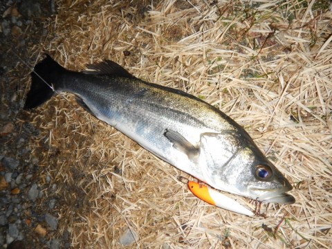 bc2bhy3ttst9k8jj82o5_480_480-d6f32988.jpg