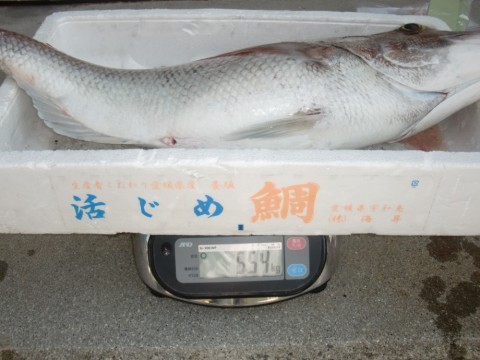 bc6nsfehvxbbuevvrf92_480_480-1c00cca9.jpg