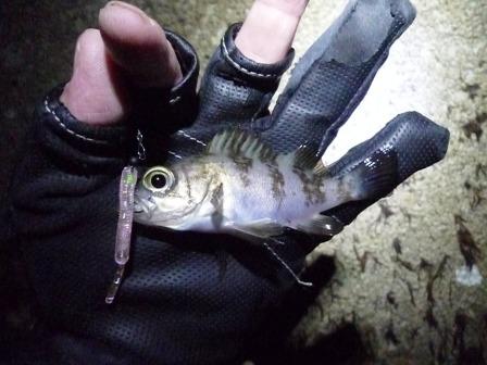 bcarhad2zk45h4mmygt5-e14c50cc.jpg