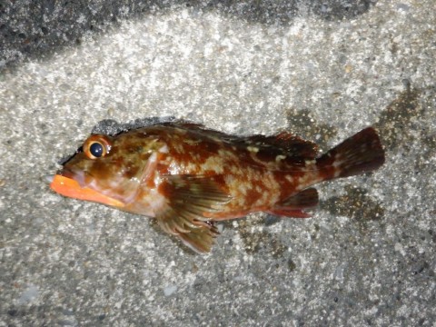 bceijisup6c5sxbtfm4d_480_480-cc2ff50d.jpg