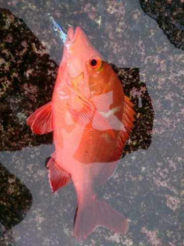 bdndo9yxhxdku2ib6g9h_690_920-2cb78997.jpg