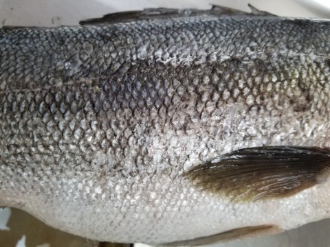 bdsui3mh567837ionh92_480_480-02a09f92.jpg
