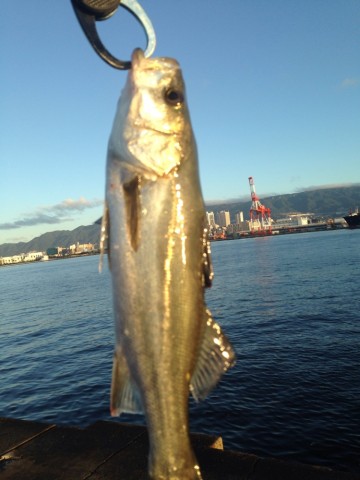 beb89infbshiymzo87o6_690_920-684b4ff0.jpg