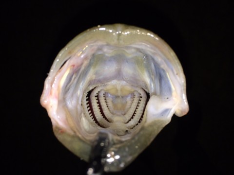 bejufcjohspikrmm5k6r_920_690-0bb1442b.jpg