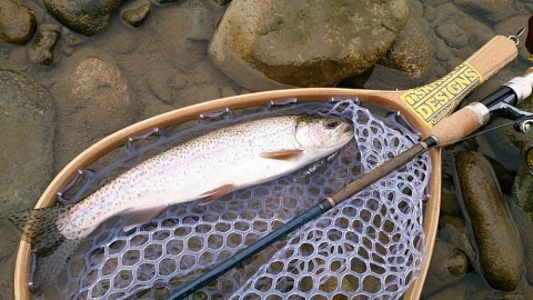 beo2v4x5tbkfuadnc24i_480_480-27508c40.jpg