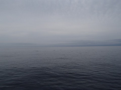 bfaj9npirtjd9zwx48hj_480_480-82c69f92.jpg
