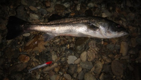 bfvriy89diup9ebymmkw_480_480-ef1067d5.jpg