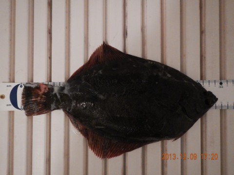 bgicbud3r5r6rivcpgxu_480_480-c7558ccd.jpg