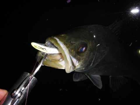 bgtcrueb9skh59tagr7m_480_480-0b5b6429.jpg