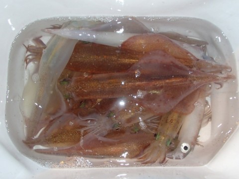 bgxh97d2zxvkwafcik4y_480_480-c12bf64e.jpg