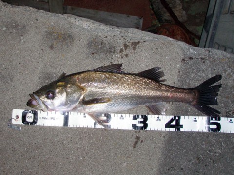 bh35wif5nysi9jdx9885_480_480-bf58eb28.jpg