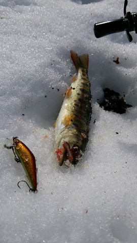 bhndjpyvdvz9fp7gyddf_480_480-4c05f63a.jpg