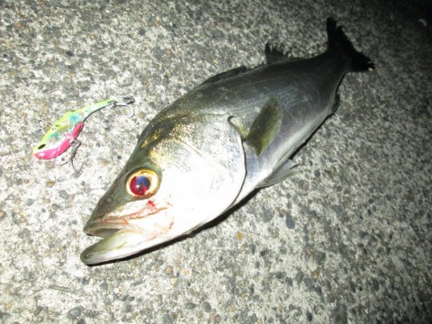 bih463yt73zma34j4fhn_480_480-25ded880.jpg