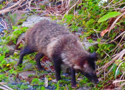 bikacjstunemcb4mgx85_480_480-dfbebbff.jpg