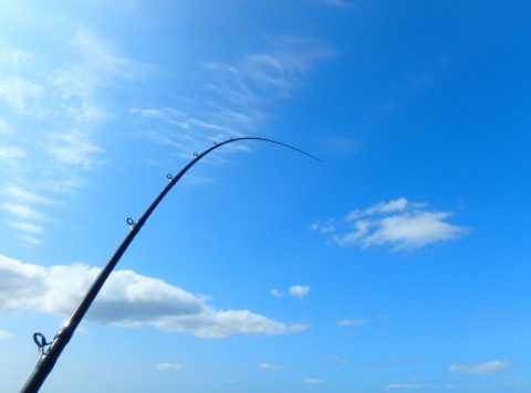 bis4mxrdssb3bndxiafi_480_480-445fea78.jpg