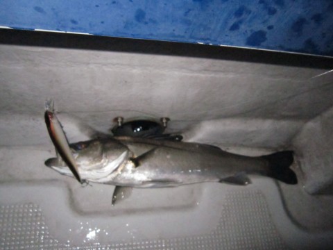 bja676dvctat5a2yh64z_480_480-4bb238f7.jpg