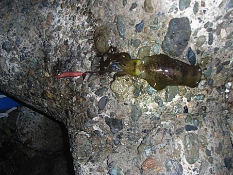 bjaa26gckdmnj5eezb7i_480_480-0b214a0d.jpg