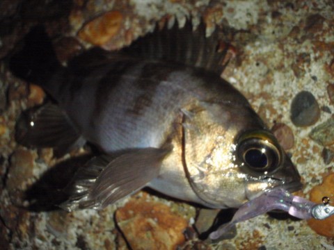 bm3xicxysycbiwsfj4jp_480_480-7020f94a.jpg