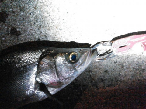 bmip8iyd74z4as2jsgsa_920_690-7bc7395e.jpg
