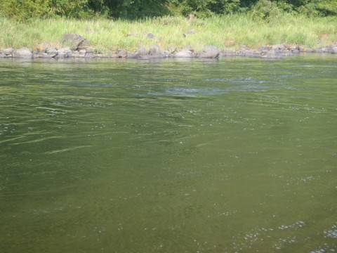 bn2vk73yjbtu992dhjw9_480_480-03800117.jpg