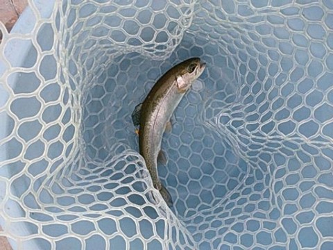 bn7zhzapixctyit38vy7_480_480-bb7fa600.jpg