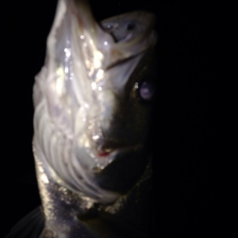 bnc9dcfhicr8kioamwx5_920_920-292c593c.jpg