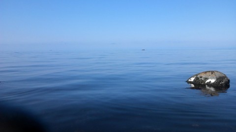 bnf4rr9wxmci9vmiaihi_480_480-19c11f0f.jpg