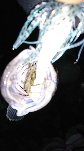 bnwm4n7iybaj37guauas_480_480-707026b6.jpg