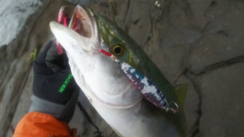 bo4pu759gzmtb43dp9ex_480_480-de937763.jpg