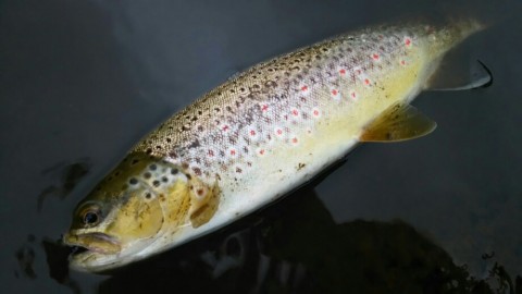 bogiwcyhue6cchvsf8fb_920_518-36be9504.jpg