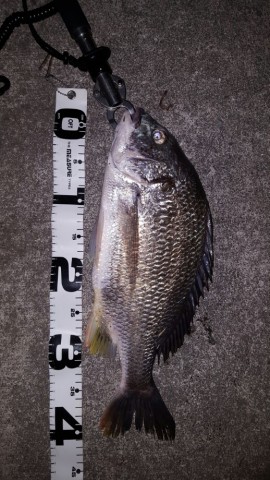 botr3jjg66j9pb6bknnr_518_920-5658ea01.jpg