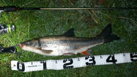 bouicsuf9o93bug58dz3_920_517-ca2f63d0.jpg