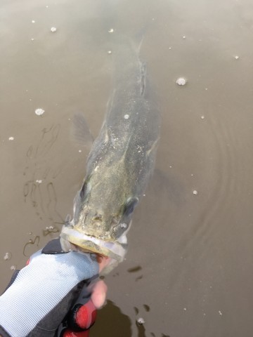 bp25n7f6wg9r3iug7ja6_690_920-00bf959e.jpg