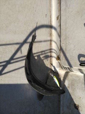 bp3sapm7okb2onm45hmr_480_480-aaae07ee.jpg