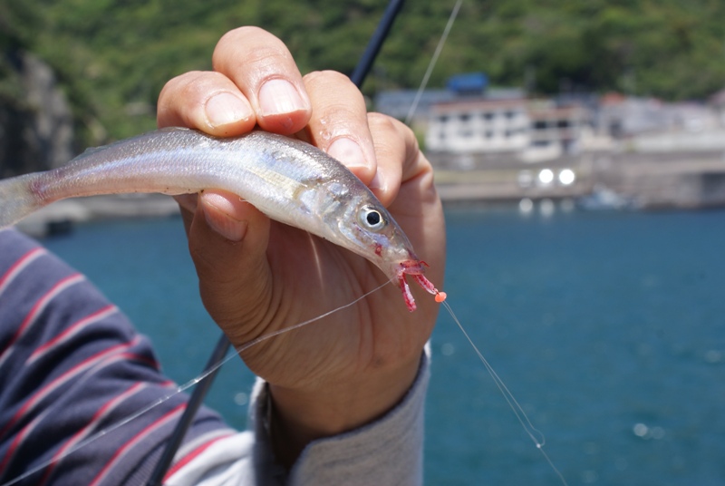 Pure Fishing Japan Saltwater Blog キスゲーム