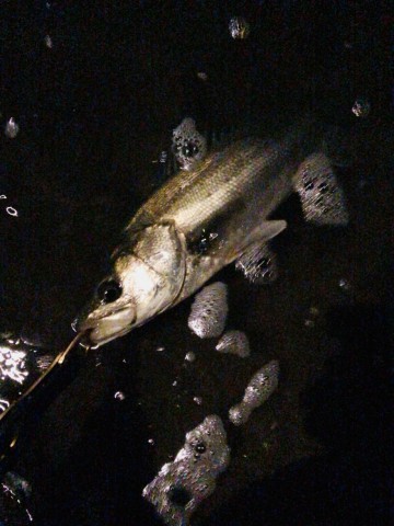 bp7nam486vjx3ypk6exr_360_480-a9da0a0c.jpg