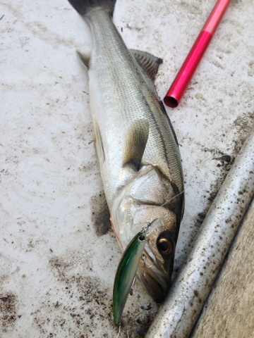 bp7wb6t3xyvpufw9r9d3-a8e91377.jpg
