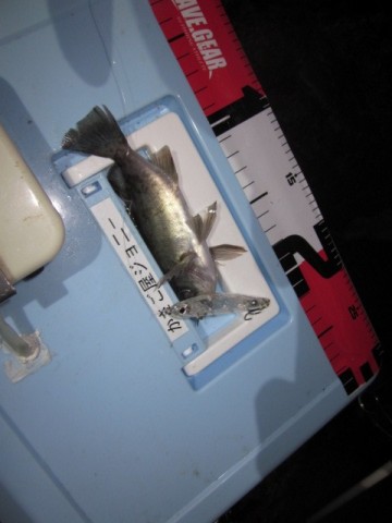 bph6wzt58ef8fmesbebg_480_480-1607ecf2.jpg