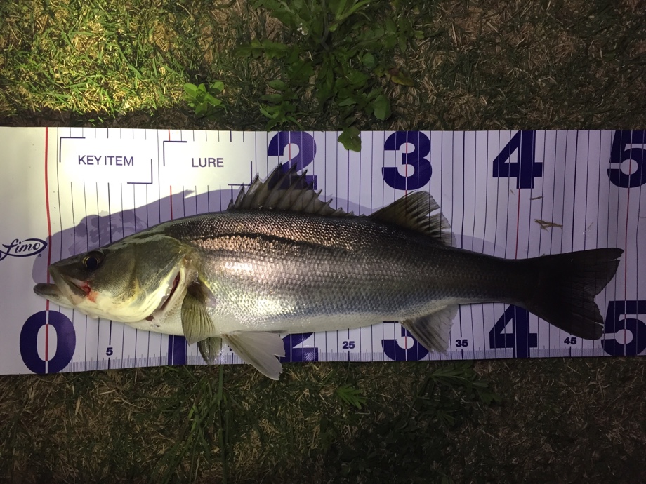 Tokyo Bay Seabass Life おいでやす新中川 Tokyo Bay Seabass Life おいでやす新中川