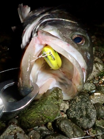 bpzetxrsatxx6hake2ra_480_480-dcd40932.jpg