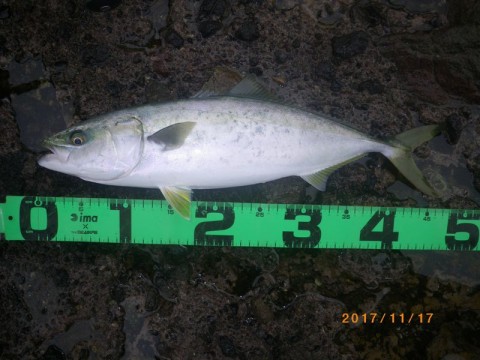 br3is6ddgky26jhvar9d_480_480-6c1e6386.jpg
