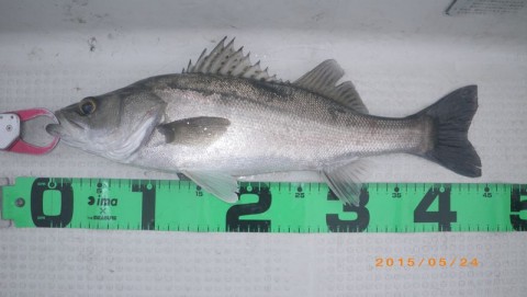brc7f4xazp2jj8pn89zd_480_480-bfb4e699.jpg