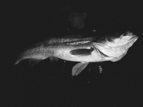 brn5cpvskw6o27m5fz98_480_480-8c0563b1.jpg